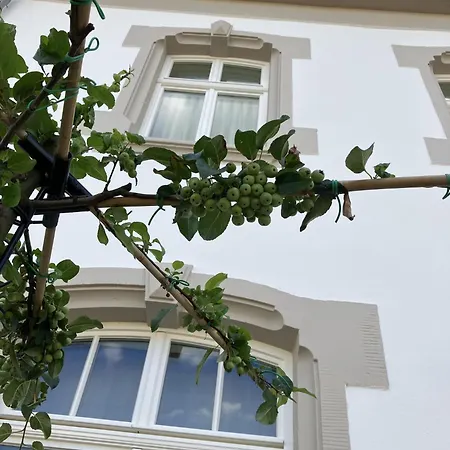 Gaestehaus Cantzheim 4* Kanzem